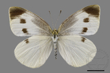 ǦW:Pieris rapae crucivora