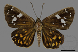 ǦW:Celaenorrhinus maculosus taiwanus