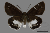 ǦW:Tagiades cohaerens