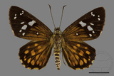 ǦW:Celaenorrhinus major