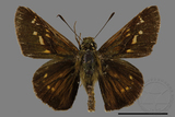 ǦW:Ochlodes niitakanus