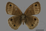 ǦW:Palaeonympha opalina macrophthalmia