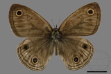 ǦW:Palaeonympha opalina macrophthalmia