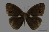 ǦW:Mycalesis francisca formosana