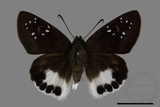 ǦW:Tagiades trebellius martinus