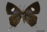 ǦW:Horaga albimacula triumphalis