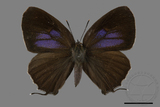 ǦW:Chrysozephyrus mushaellus