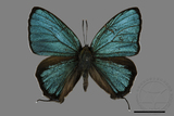 ǦW:Chrysozephyrus mushaellus