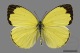 ǦW:Eurema blanda arsakia