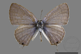 ǦW:Catochrysops strabo luzonensis