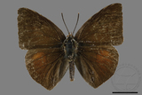 ǦW:Curetis brunnea