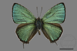 ǦW:Chrysozephyrus esakii