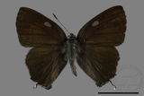 ǦW:Satyrium tanakai