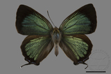 ǦW:Neozephyrus taiwanus