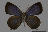 ǦW:Arhopala birmana asakurae