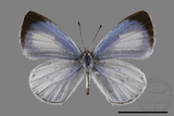 ǦW:Udara albocaerulea