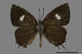 ǦW:Horaga albimacula triumphalis