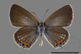 ǦW:Euchrysops cnejus