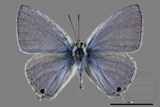 ǦW:Catochrysops panormus exiguus