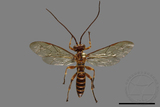 ǦW:Ichneumonidae sp.