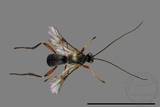 ǦW:Braconidae sp.