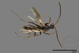 ǦW:Formicidae sp.