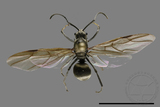 ǦW:Formicidae sp.