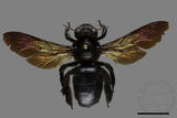 ǦW:Xylocopa tranquebarorum