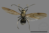 ǦW:Formicidae sp.