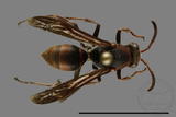 ǦW:Polistes eboshinus