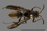 ǦW:Polistes eboshinus