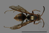 ǦW:Polistes eboshinus