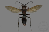 ǦW:Polistes tenebricosus