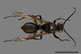 ǦW:Polistes tenebricosus