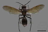 ǦW:Polistes tenebricosus