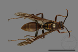 ǦW:Polistes formosanus