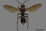 ǦW:Polistes tenebricosus