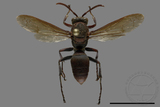 ǦW:Polistes huisunensis