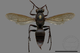 ǦW:Polistes huisunensis