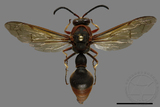 ǦW:Oreumenes decoratus