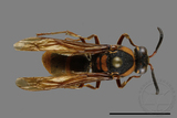 ǦW:Anterhynchium flavomarginatum formosicola