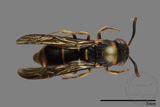 ǦW:Parancistrocerus yachowensis konkunensis