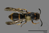 ǦW:Subancistrocerus kankauensis