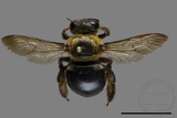 ǦW:Xylocopa collaris sauteri