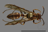 ǦW:Parapolybia nodosa