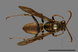 ǦW:Polistes takasagonus