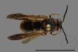 ǦW:Anterhynchium flavomarginatum formosicola