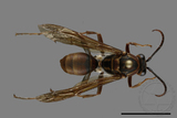 ǦW:Polistes formosanus