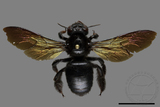 ǦW:Xylocopa tranquebarorum