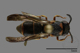 ǦW:Parancistrocerus yachowensis konkunensis